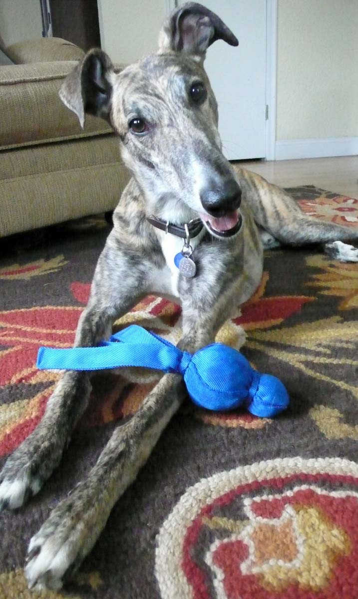 For the love of pets