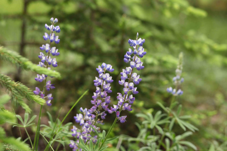 Western Lupine